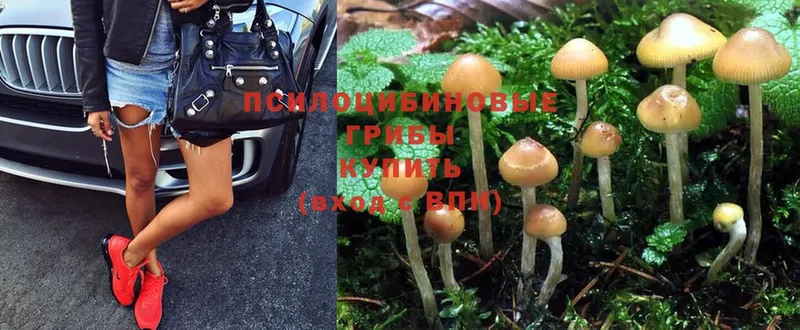 Галлюциногенные грибы Psilocybe  hydra tor  Апрелевка  купить  